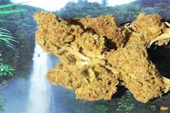 User uploaded image of Morning Star