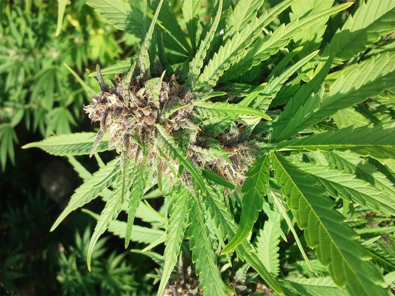 Mother of Berries aka MOB, Mother of All Berries, Maine Original