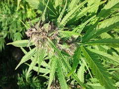 User uploaded image of Mother of Berries