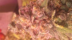 User uploaded image of Mother of Berries