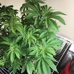 User uploaded image of Mother of Berries