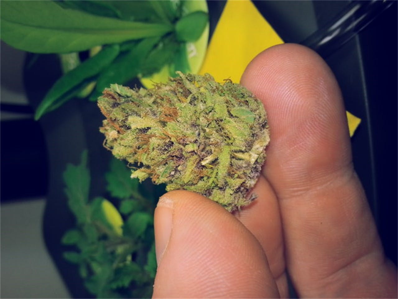 Photos of Mother of Berries Weed Strain Buds Leafly