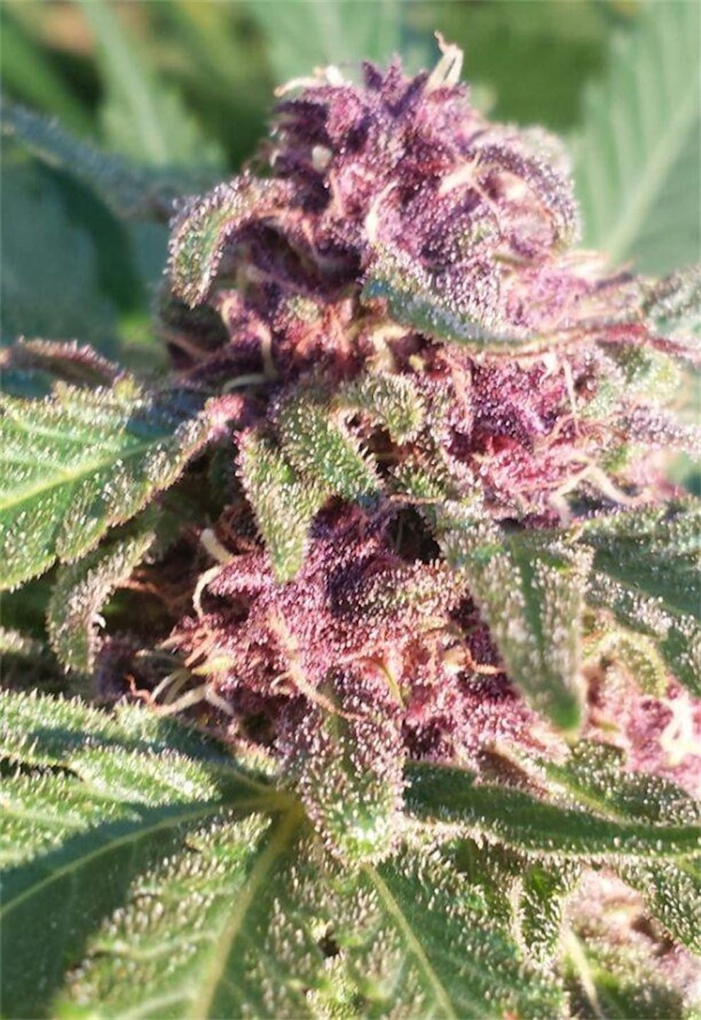 Photos of Mother of Berries Weed Strain Buds Leafly