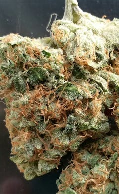 User uploaded image of Mother Tongue