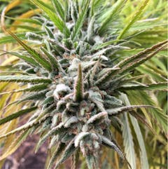 User uploaded image of Mountain Girl