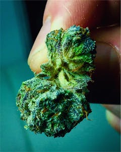 User uploaded image of Mr. Tusk