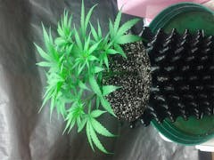 User uploaded image of Ms. Universe