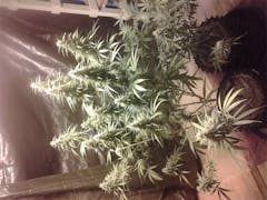 User uploaded image of Ms. Universe