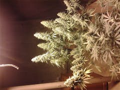 User uploaded image of Ms. Universe