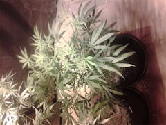 User uploaded image of Ms. Universe