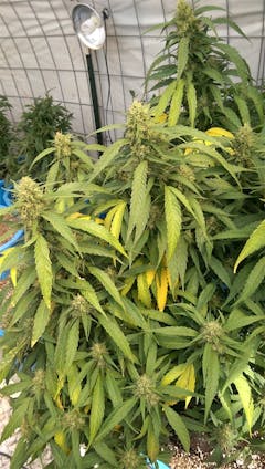 User uploaded image of Ms. Universe