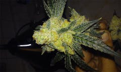 User uploaded image of Ms. Universe