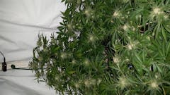 User uploaded image of Ms. Universe