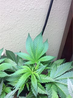 User uploaded image of Mt. Cook