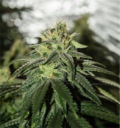 User uploaded image of Mt. Hood Magic