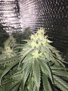 User uploaded image of Mt. Hood Magic