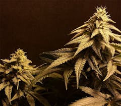 User uploaded image of Mt. Rainier