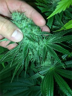 User uploaded image of Nebula 2