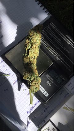 User uploaded image of Nebula