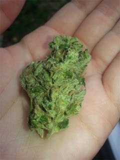 User uploaded image of Negra 44