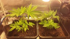 User uploaded image of Negra 44