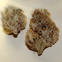 User uploaded image of Nepalese