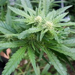 User uploaded image of Nepalese