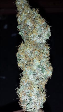 User uploaded image of Neville's Haze