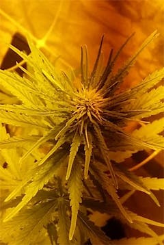 User uploaded image of Neville's Haze