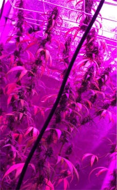 User uploaded image of Neville's Haze