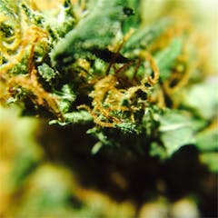 User uploaded image of Neville's Haze