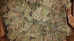 User uploaded image of Neville's Haze