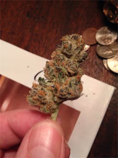User uploaded image of Nicole Kush
