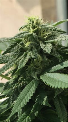 User uploaded image of Nicole Kush