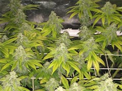 User uploaded image of Nicole Kush