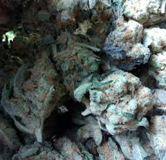 User uploaded image of Nicole Kush