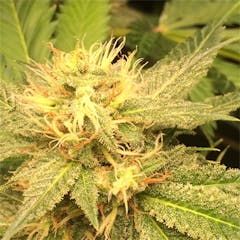 User uploaded image of Night Nurse