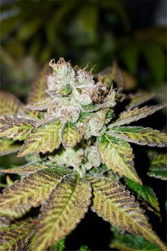 User uploaded image of Night Nurse