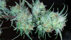 User uploaded image of Night Nurse