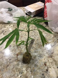 User uploaded image of Night Terror