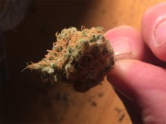 User uploaded image of Night Terror