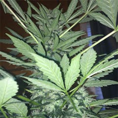 User uploaded image of NightFire OG