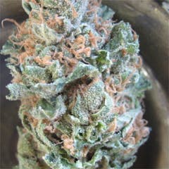 User uploaded image of Nina Limone