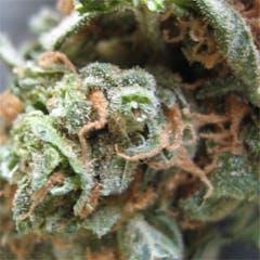 User uploaded image of Nina Limone