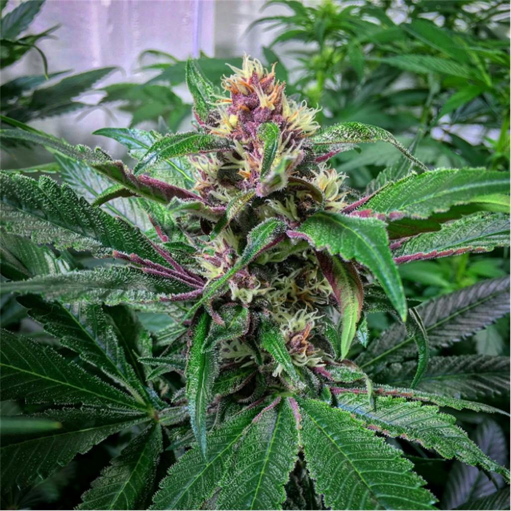 Ninja Fruit Weed Strain Information Leafly