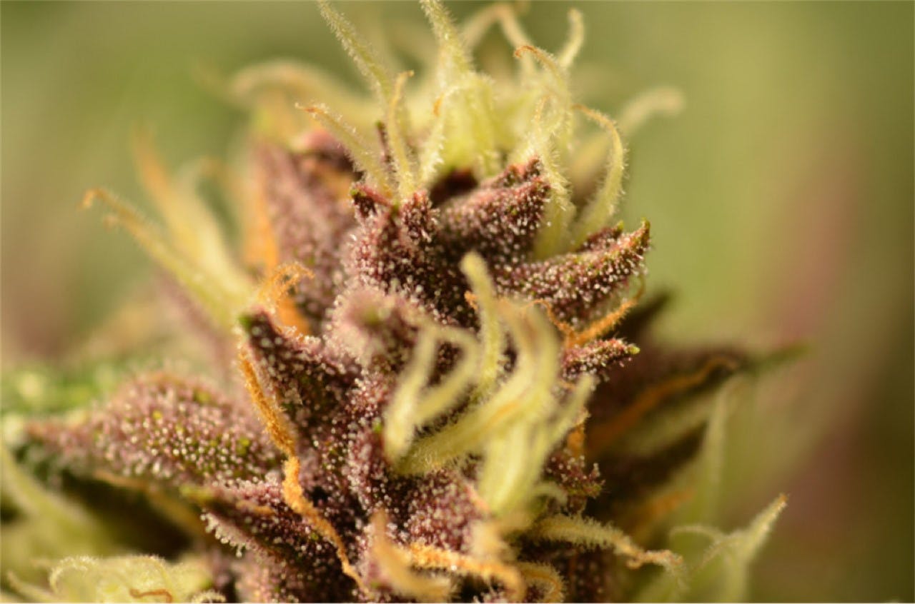 Ninja Fruit Weed Strain Information Leafly