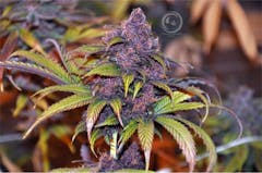 User uploaded image of Ninja Fruit