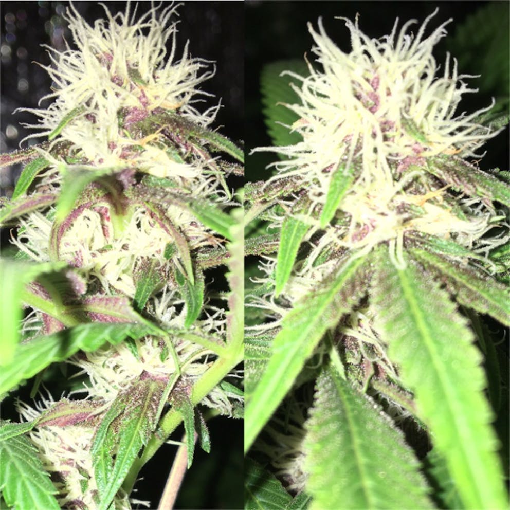 Photos of Ninja Fruit Weed Strain Buds Leafly