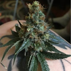 User uploaded image of Nordle