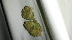 User uploaded image of North American Indica